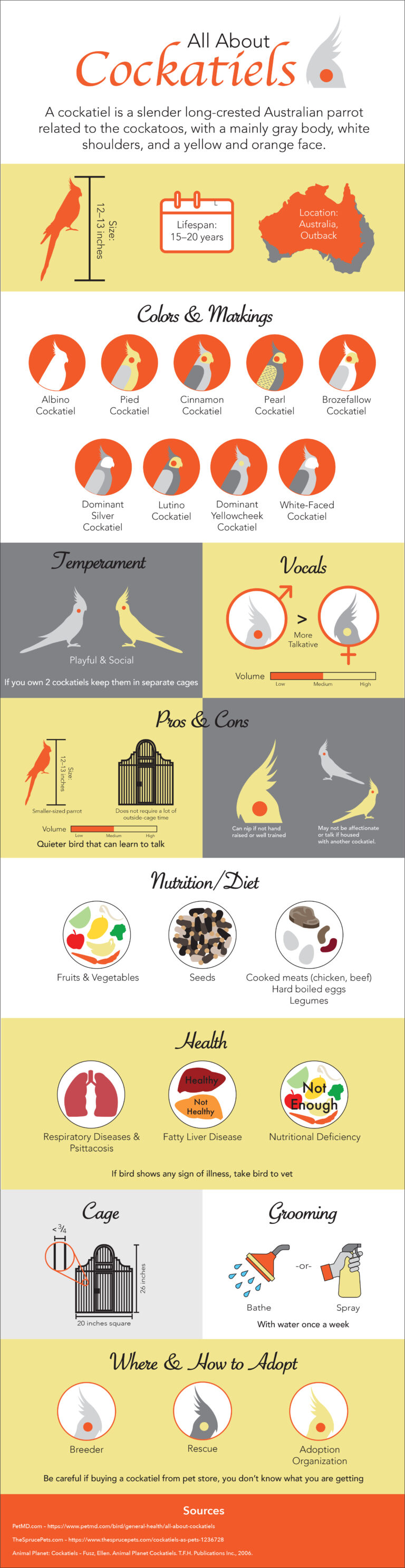 "All About Cockatiels" Infographic Final Version