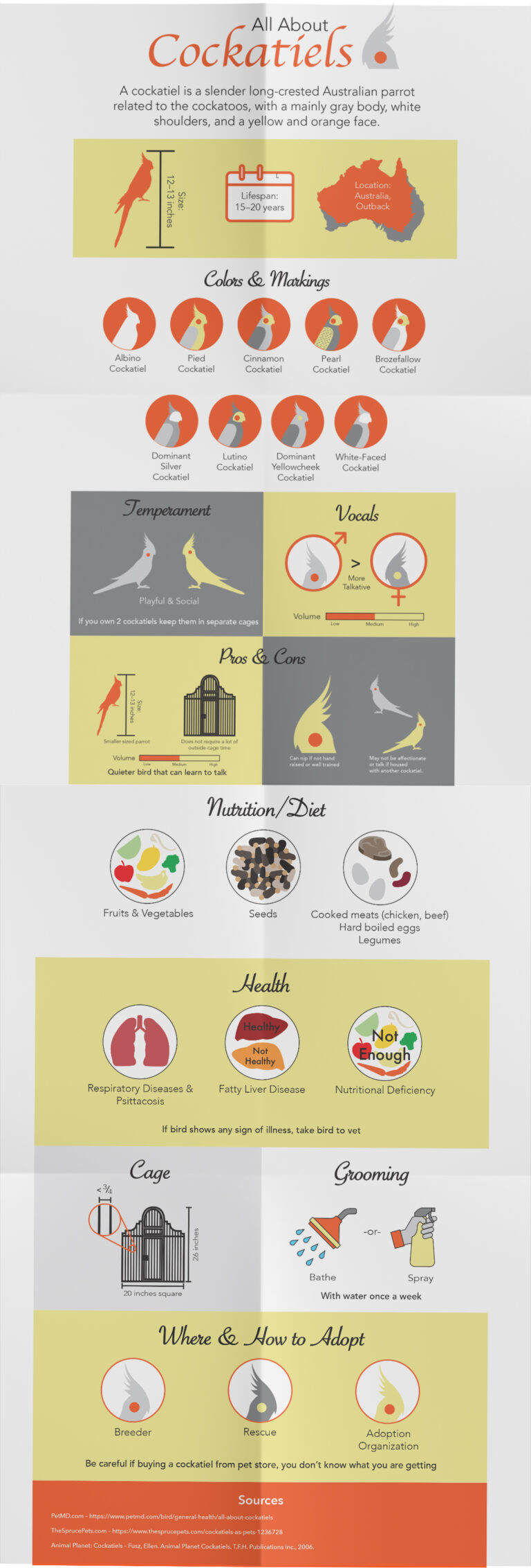 "All About Cockatiels" Infographic Final Version Mockup
